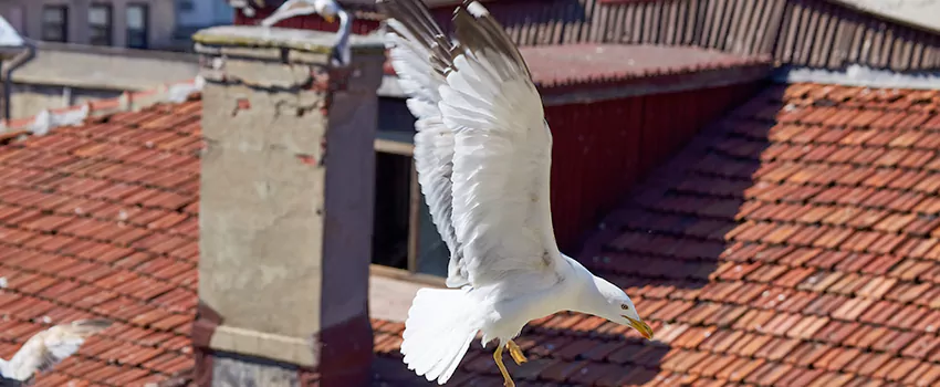 Residential Chimney Animal Removal Solution in Westwood, NC